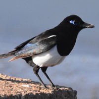 Maghreb Magpie